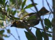 [Black-faced Grosbeak]