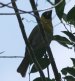 [Black-faced Grosbeak]