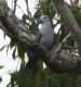 [Blue Ground Dove]