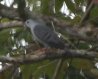 [Blue Ground Dove]