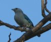 [Blue-gray Tanager]