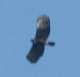 [Black hawk-Eagle]