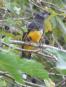 [Black-headed Trogon]