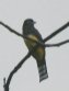 [Black-headed Trogon]