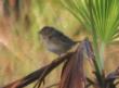 [Botteri's Sparrow]