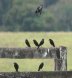 [Bronzed Cowbird]