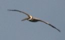 [Brown Pelican]
