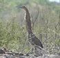 [Bare-throated Tiger Heron]