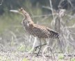 [Bare-throated Tiger Heron]