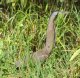 [Bare-throated Tiger Heron]