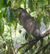 [Bare-throated Tiger Heron]