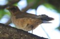 [Clay-colored Robin]