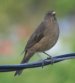[Clay-colored Robin]
