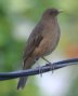 [Clay-colored Robin]
