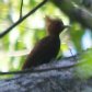 [Chestnut-colored Woodpecker]