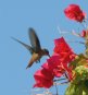 [Cinnamon Hummingbird]