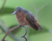 [Cinnamon Hummingbird]