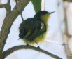 [Common Tody Flycatcher]