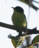 [Common Tody Flycatcher]