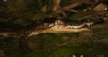 [Crocodile]
