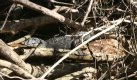 [Crocodile]