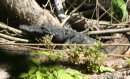 [Crocodile]