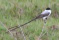 [Fork-tailed Flycatcher]
