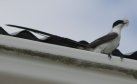 [Fork-tailed Flycatcher]