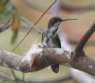 [Green-breasted Mango]