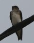 [Grey-breasted Martin]
