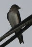 [Grey-breasted Martin]