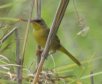 [Grey-crowned Yellowthroat]