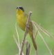[Grey-crowned Yellowthroat]
