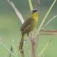 [Grey-crowned Yellowthroat]