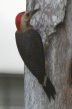 [Golden-fronted Woodpecker]