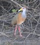 [Grey-necked Wood Rail]