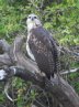 [Great Black Hawk]