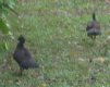 [Great Currasow]