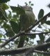 [Greenish Eleania]