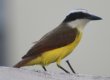 [Great Kiskadee]
