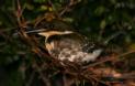 [Green Kingfisher]