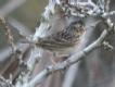[Grasshopper Sparrow]