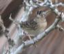 [Grasshopper Sparrow]
