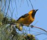[Hooded Oriole]