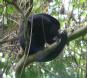 [Howler Monkey]