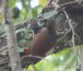 [Ivory-billed Woodcreeper]