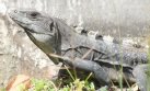 [Iguana]