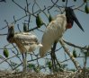 [Jabiru]