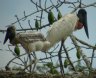 [Jabiru]