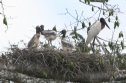 [Jabiru]